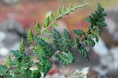 Paragymnopteris marantae marantae