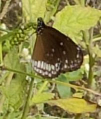 Euploea core