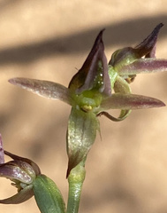 Prasophyllum tortilis