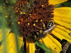 Halictus ligatus