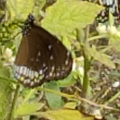 Euploea core