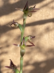 Prasophyllum tortilis