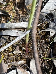 Prasophyllum tortilis