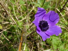 Anemone coronaria