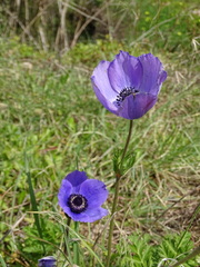 Anemone coronaria