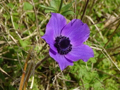 Anemone coronaria