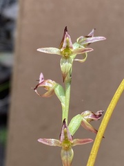Prasophyllum tortilis