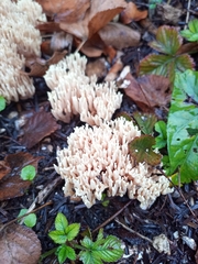 Ramaria stricta