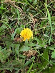 Taraxacum