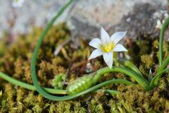 Romulea columnae