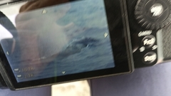 Balaenoptera borealis