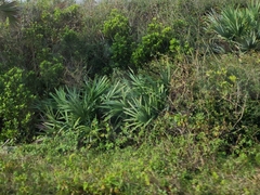 Arecaceae