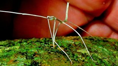 Cladoxerus