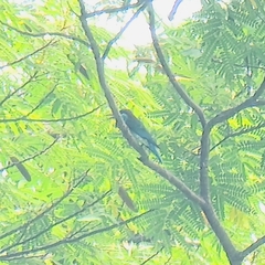 Merops viridis