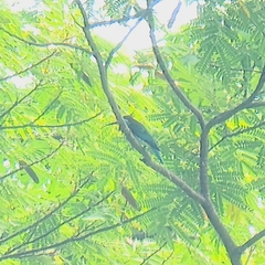 Merops viridis