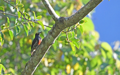 Melanerpes cruentatus