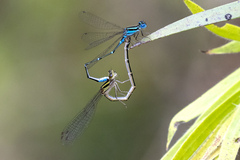 Austroagrion watsoni