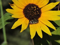 Acmaeodera disjuncta