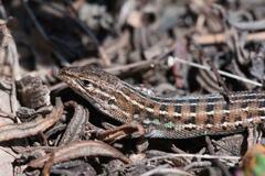 Psammodromus edwarsianus