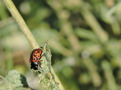 Calligrapha serpentina