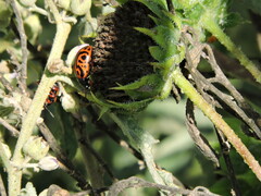 Calligrapha serpentina