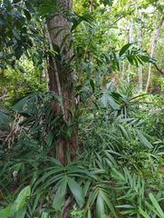 Ptychosperma macarthurii