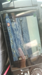 Balaenoptera borealis