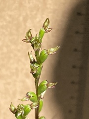 Prasophyllum calcicola