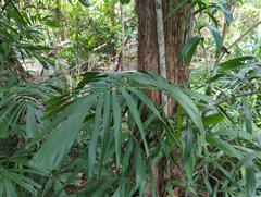 Ptychosperma macarthurii