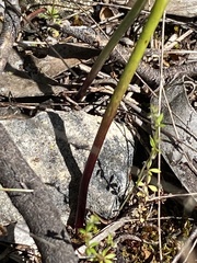 Prasophyllum calcicola