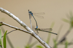 Austroagrion watsoni