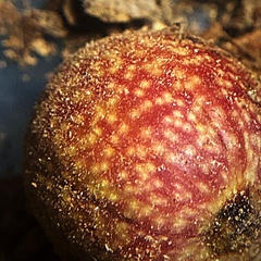 Amphibolips quercusjuglans