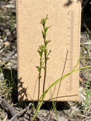Prasophyllum calcicola