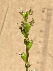 Prasophyllum calcicola