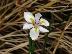 Dietes