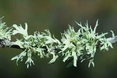 Ramalina canariensis