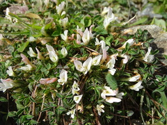 Trifolium uniflorum