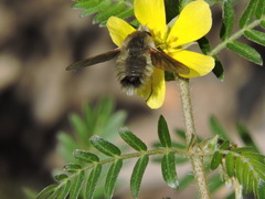Bombyliini