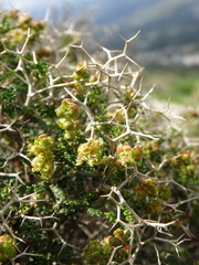 Sarcopoterium spinosum