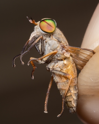 Saltmarsh Greenhead Flies photo 3
