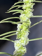 Amaranthus venulosus
