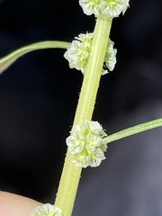 Amaranthus venulosus