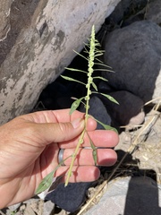 Amaranthus venulosus