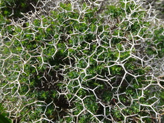 Euphorbia acanthothamnos