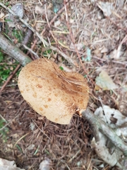 Paxillus involutus