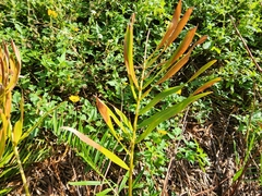 Zamia integrifolia