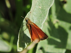 Ancyloxypha arene