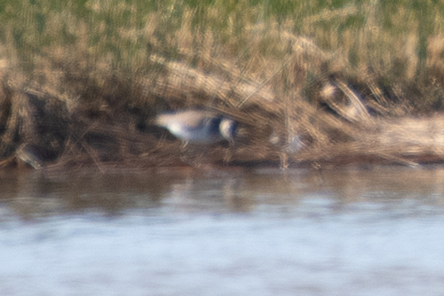 Common and Spotted Sandpipers