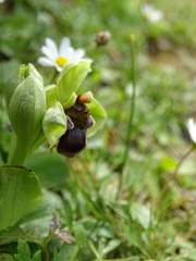Ophrys bombyliflora