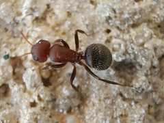 Camponotus planatus